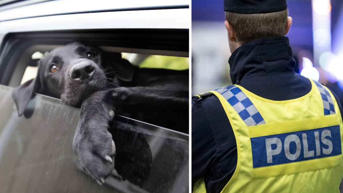Det här ska du tänka på om du ser en hund i en varm bil. 