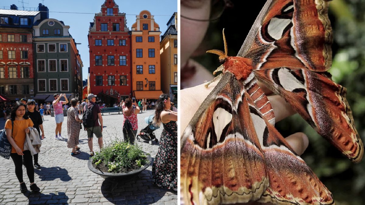 Den kraftigt byggda atlasspinnaren har ett vingspann på 25 centimeter.