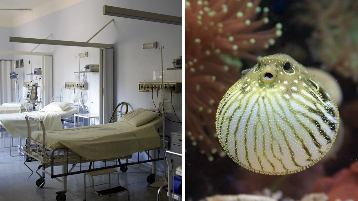 Köpte fel fisk till lunch – hamnade i koma och frun dog