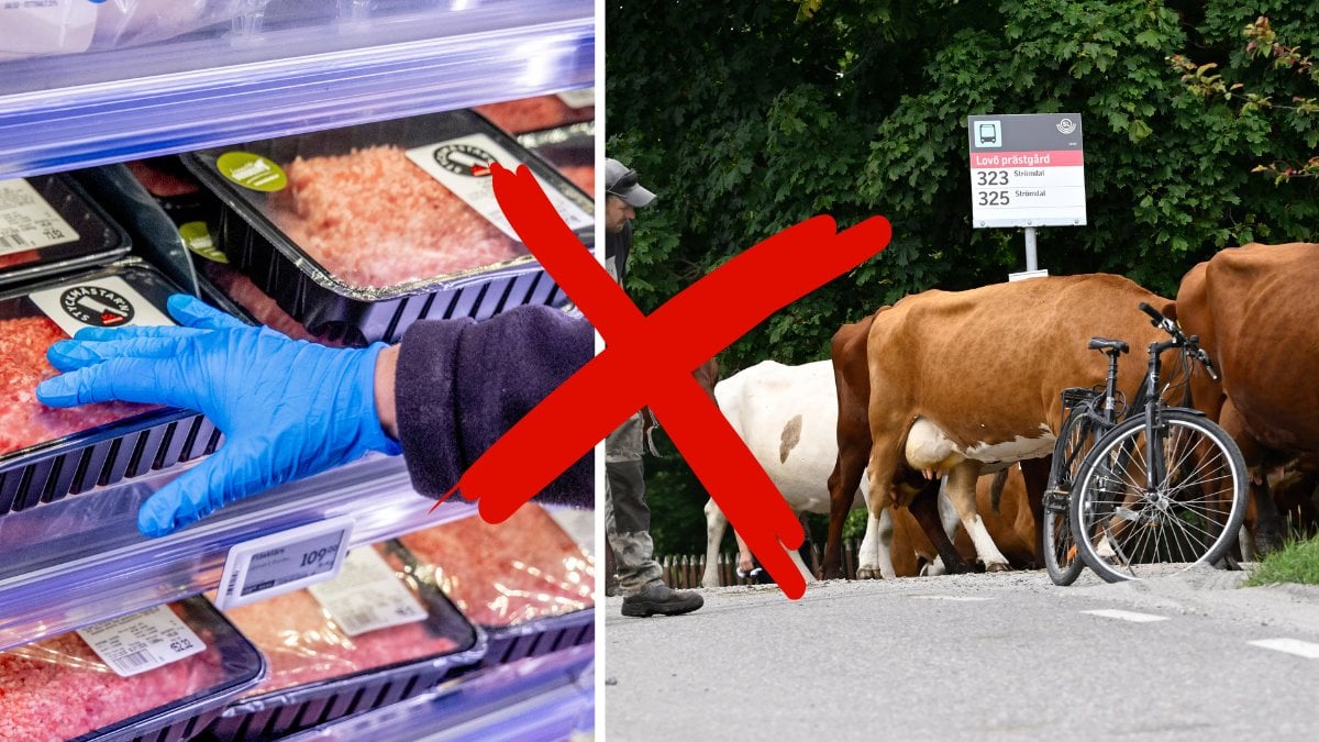 Kött och Kor som går 