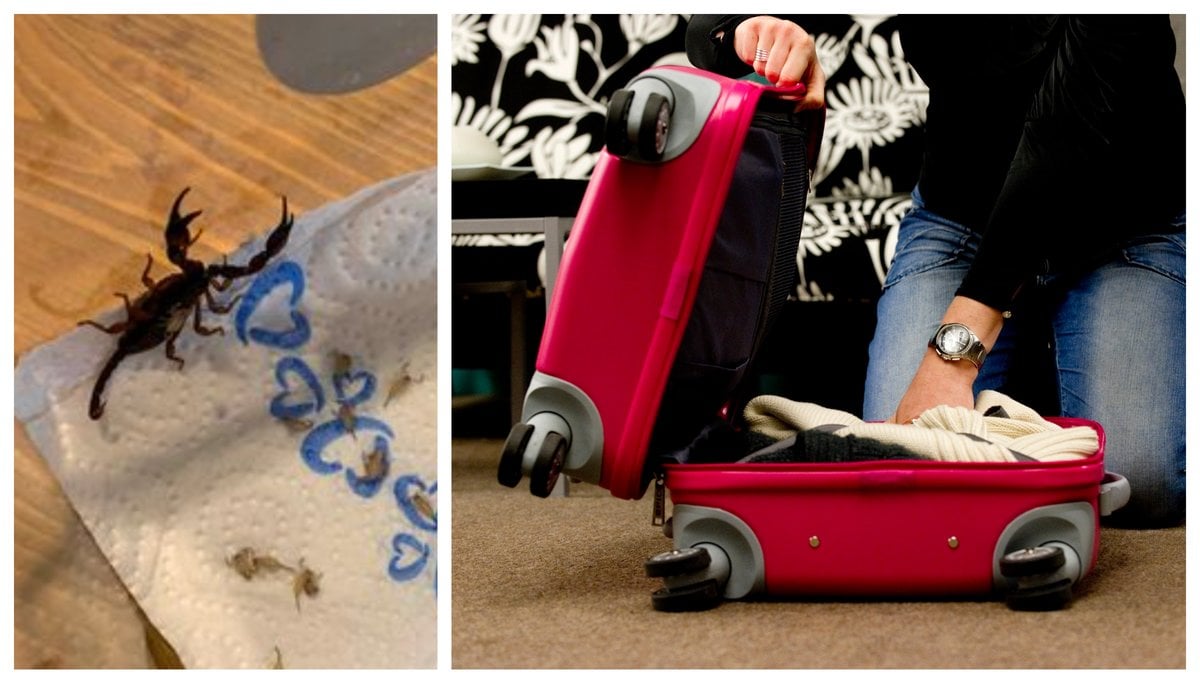 Kvinnan hittade 18 skorpioner i sin resväska.