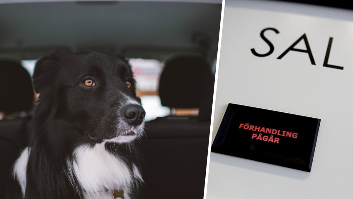 Djurplågeri, Hund