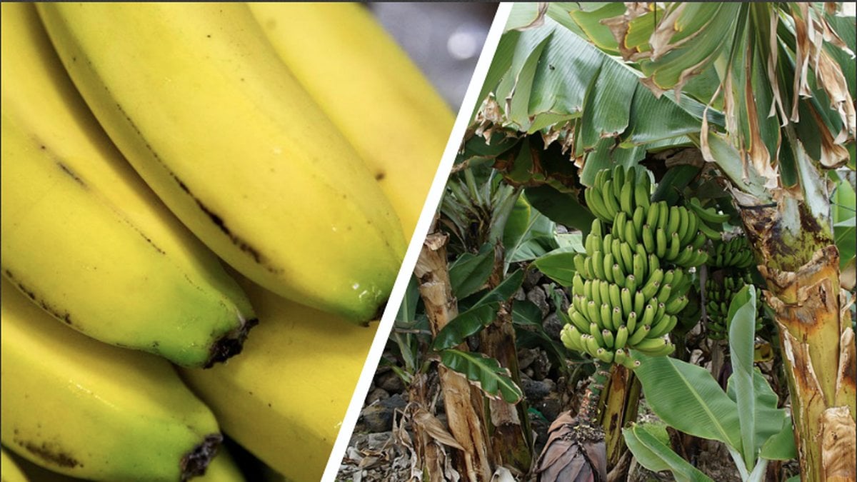 Bananen är hotad! Den har blivit drabbad av panamasjukan. 