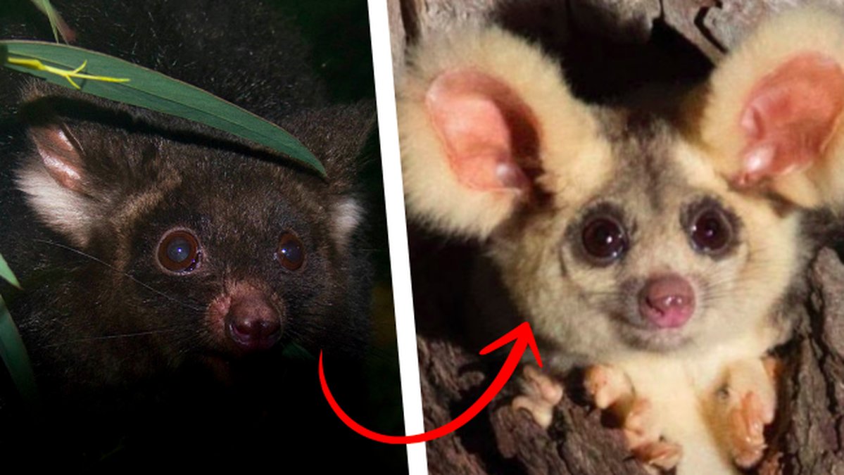 Tva-nya-daggdjur-upptackta-i-Australien