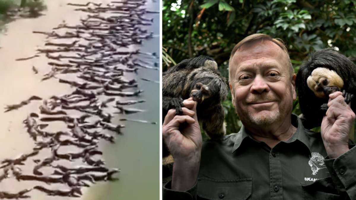 Skansen-Jonas kommenterar det virala krokodil-klippet. 