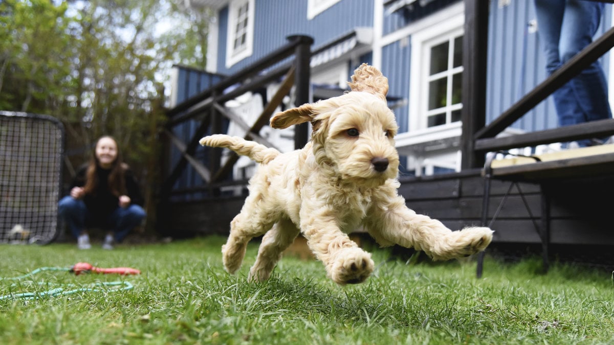 Labradoodle