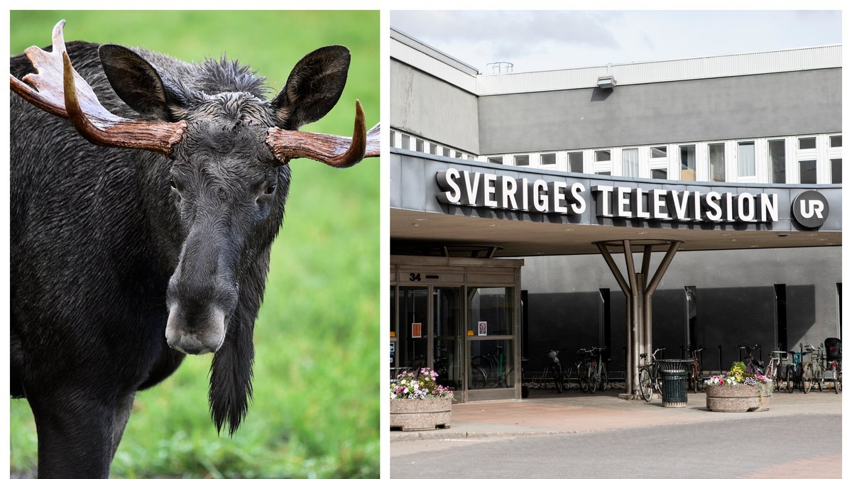 SVT-programmet Den stora älgvandringen har varit en succé även i år.