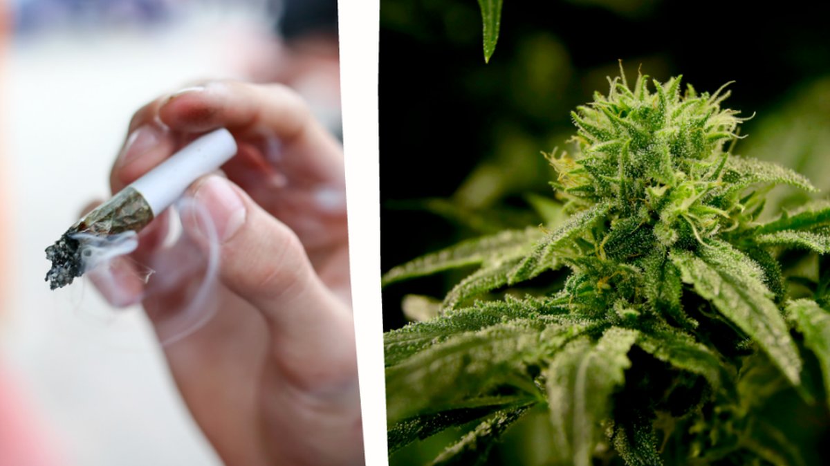 Cannabis och hasch