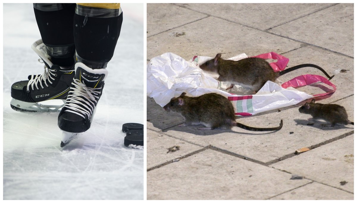 Råttorna har tagit sig in i Hive arena i Boden.