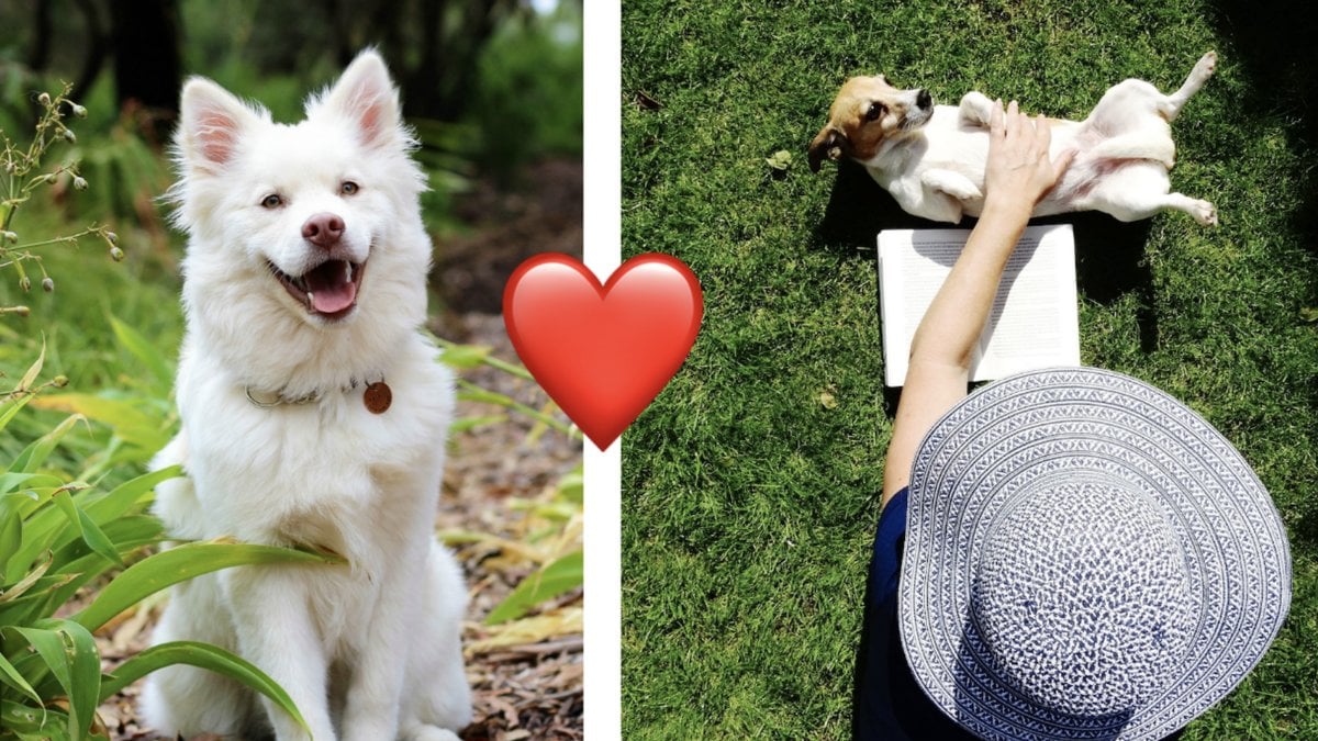 Forskning-visar-att-hundagare-loper-mindre-risk-for-hjartinfarkt