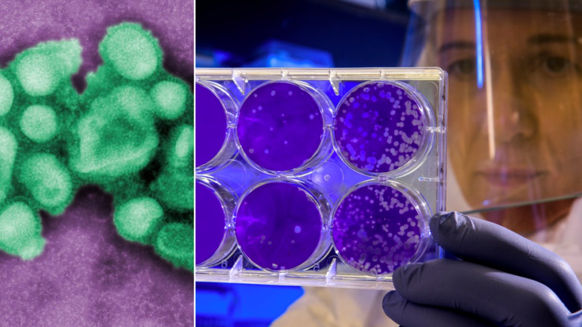 Den första varianten av spanska sjukan har hittats på ett museum i Berlin.