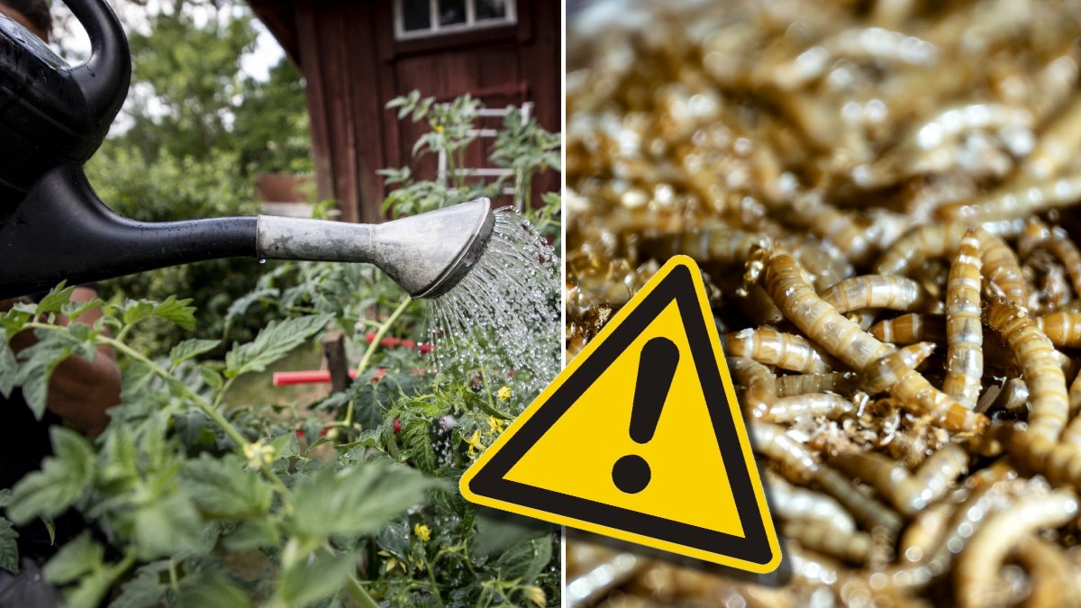 Insekter, svampar och virus kan följa med växterna. Genrebild.