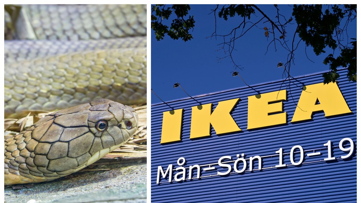 Bilderna är genrebilder.