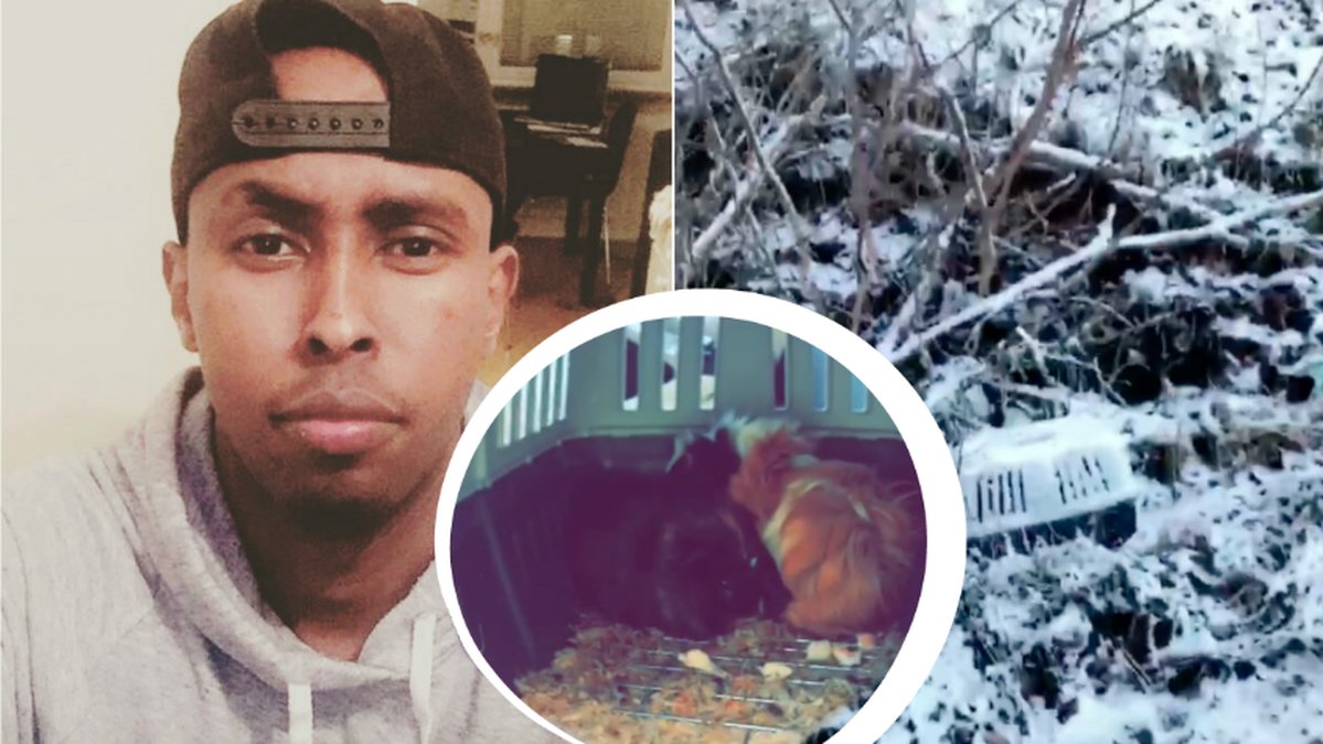 Hoodi hittade en transportbur med marsvin i ute i snön
