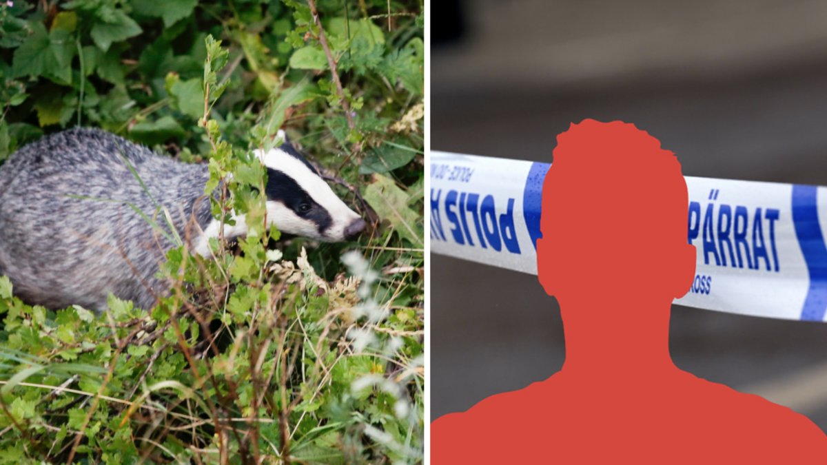 Mannen påstod att han skulle skjuta en grävling med pistolen. 