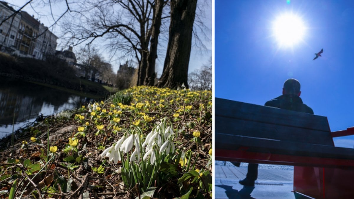 Blommor, person på bänk