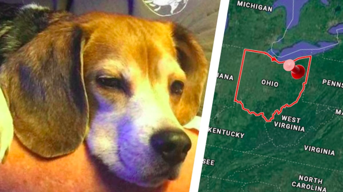 Hund-hittad-halshuggen-i-Ohio