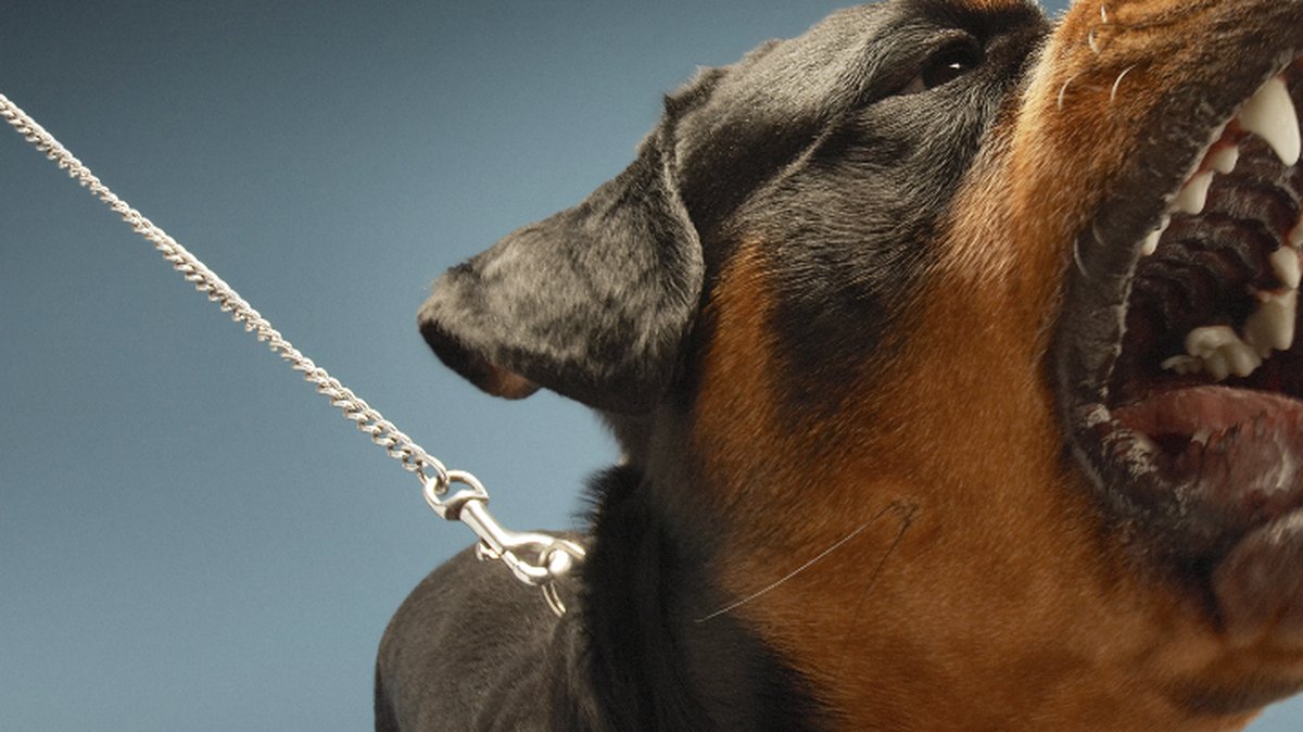 Aggresiv hund.