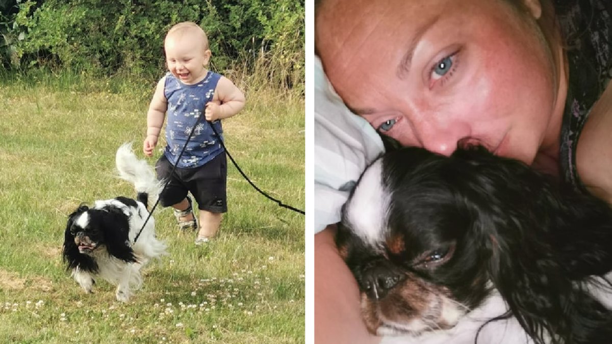 Hunden Dio blev ihjälbiten av en amstaff.