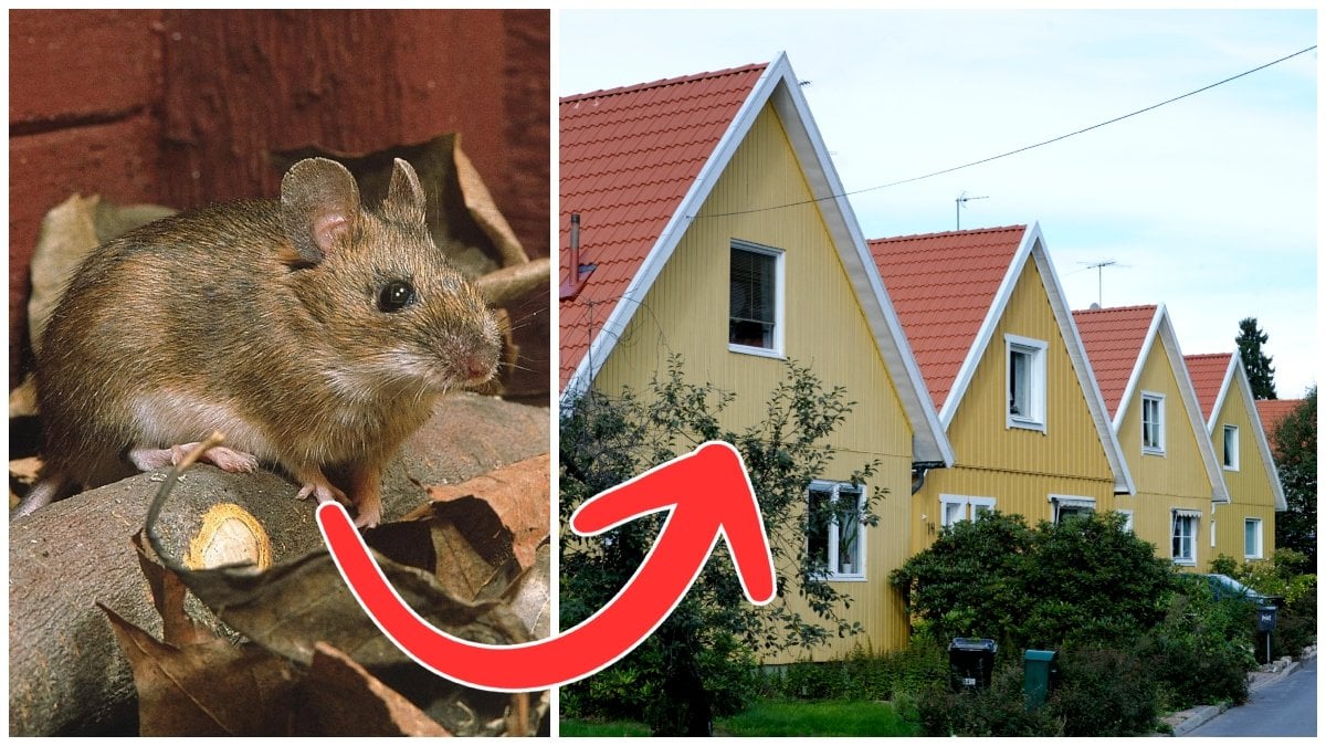 När hösten anländer tenderar mössen att vilja ta sig in i bostäder och fritidshus. 