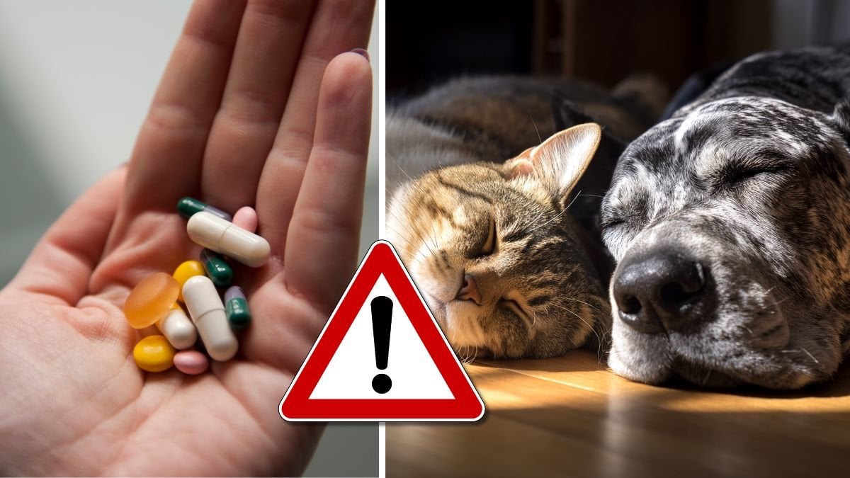 Medicin och tabletter och en hund och katt.