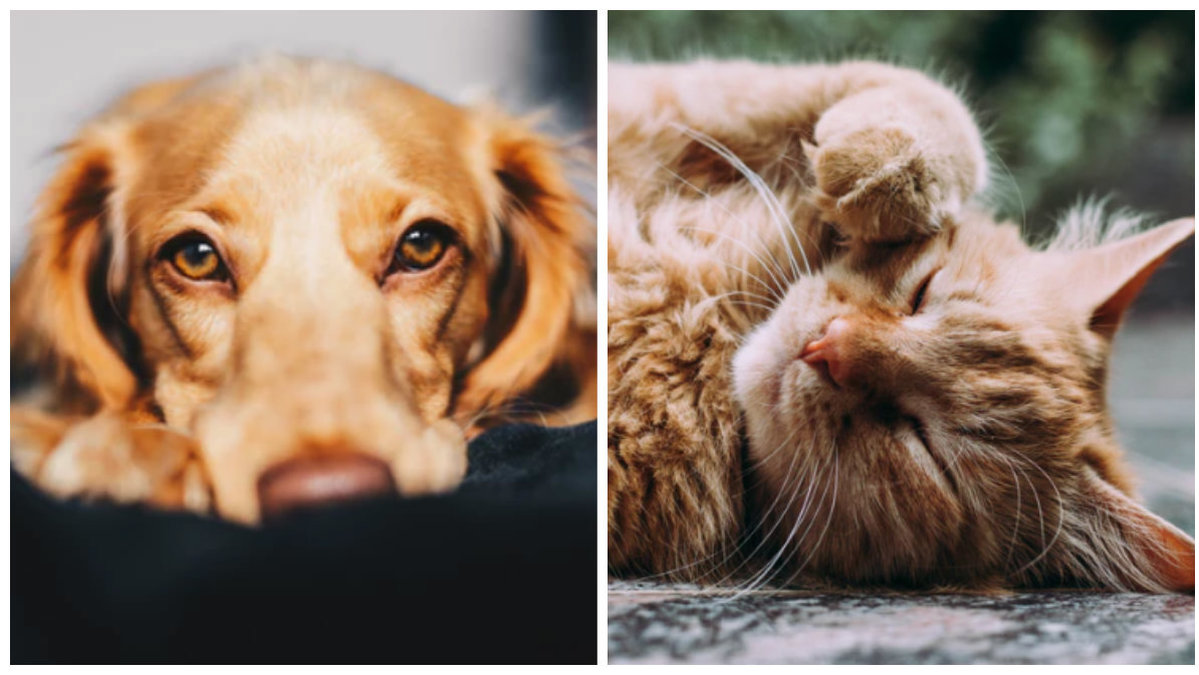 En hund och en katt. 