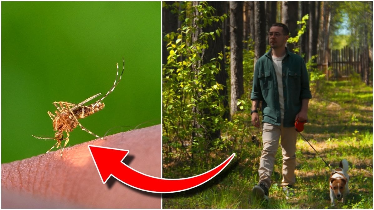 Mygg och skog.