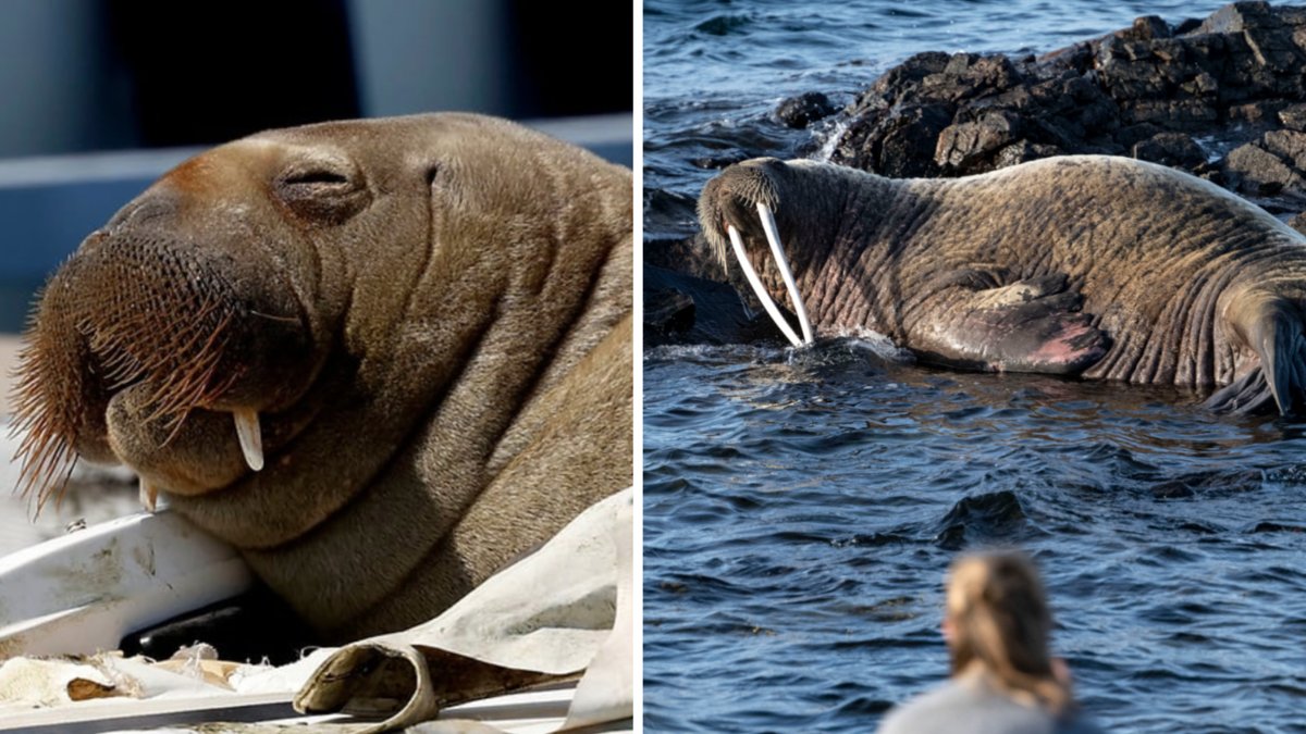 Valrossen Freya vilade upp sig på en båt i Smögen, innan hon så småningom avlivades. Inte heller Stena överlevde.