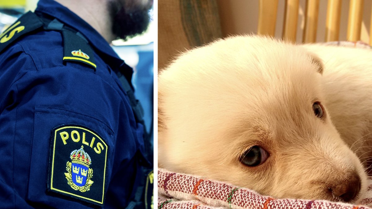 35-årig man attackerade oprovocerat en hundvalp på gatan.