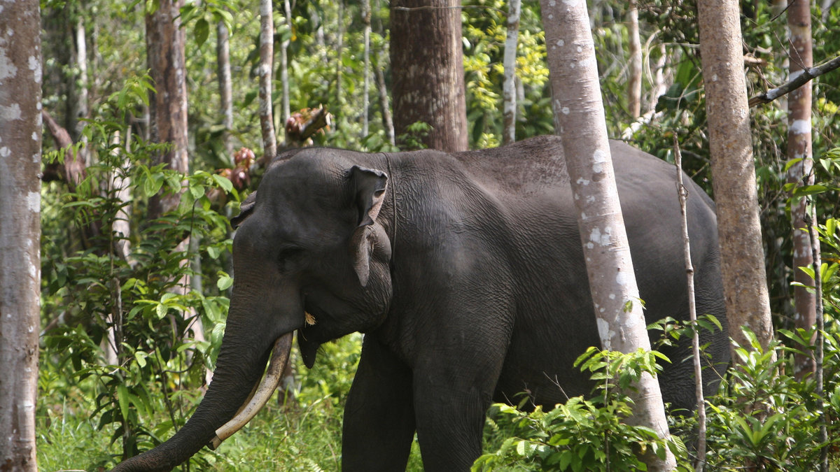 elefant
