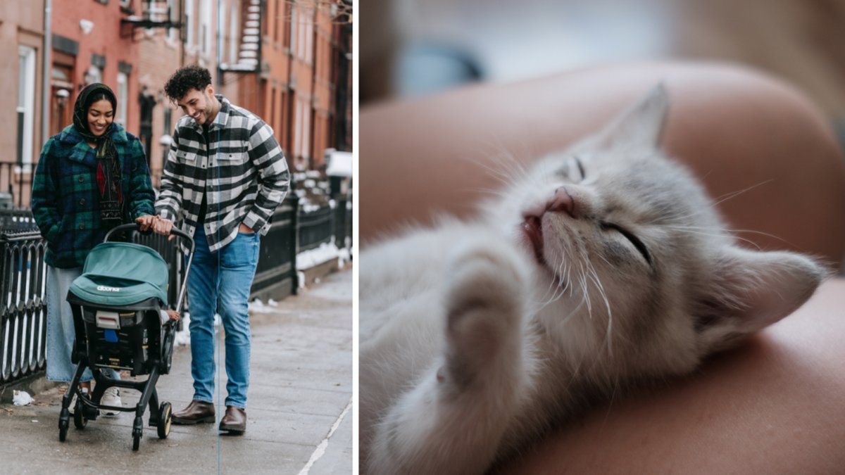 Genrebild på föräldrar och en bild på en kattunge.