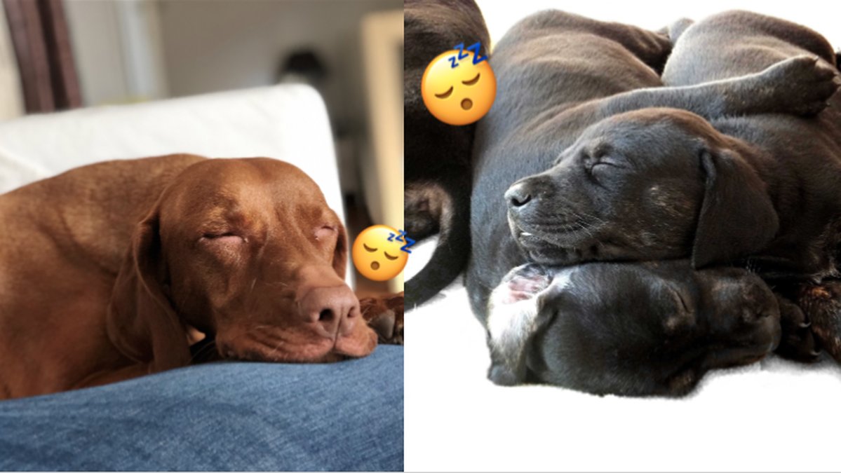 Hundar-som-passar-for-dig-som-ar-lat