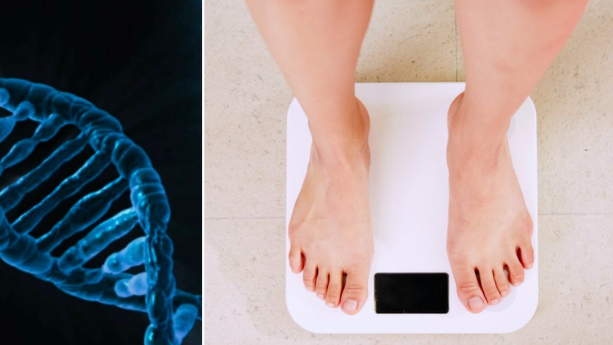 Muterad gen kan stängas av för att minska fetma.