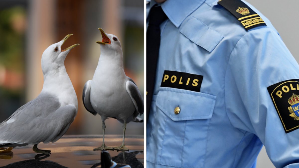 Polisen varnar om den sluga metoden måstricket som tjuvar använder sig av.
