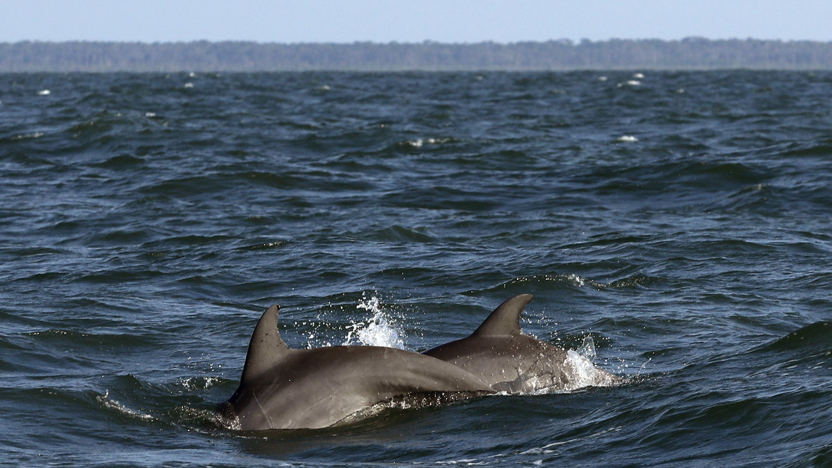 Död delfin hittad i Varberg