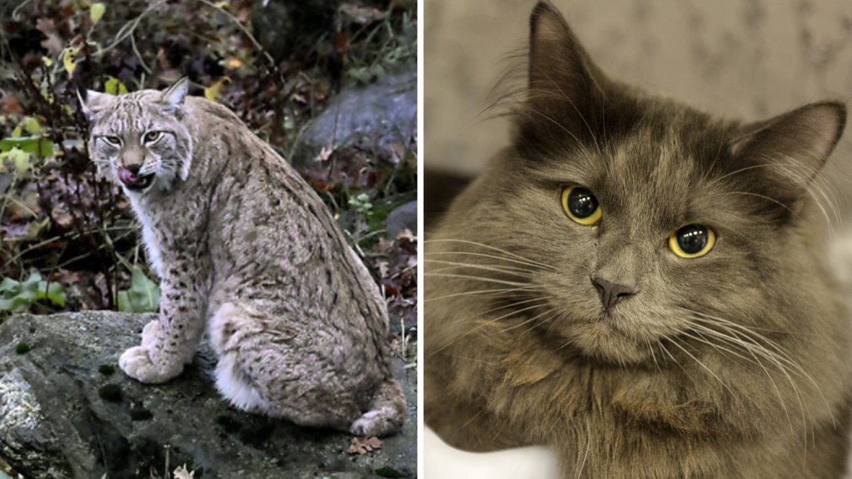 En katt hittades under helgen inne i lodjurens hägn på Skansen i Stockholm.