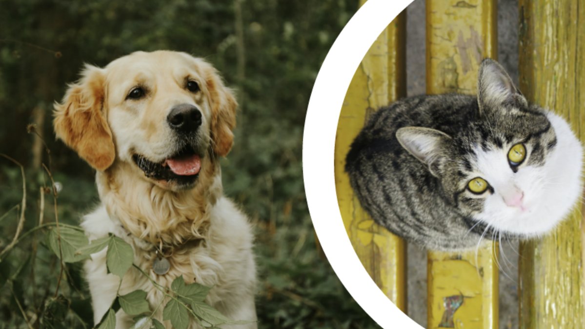 Katt,hund