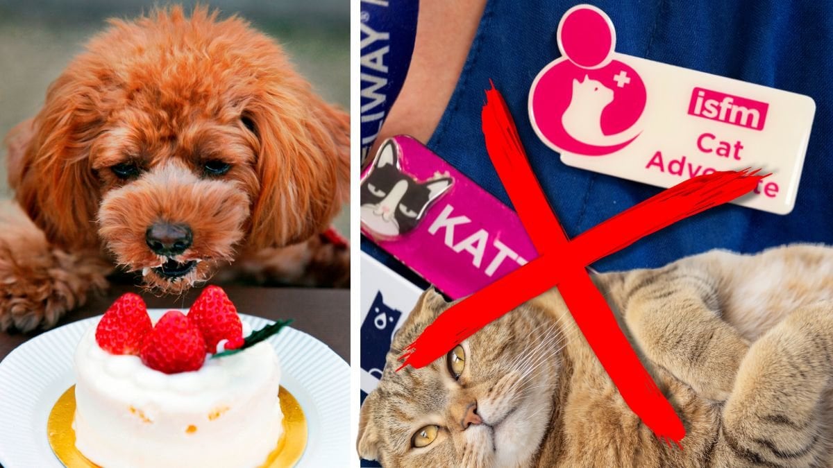 Hund, katt och veterinär.