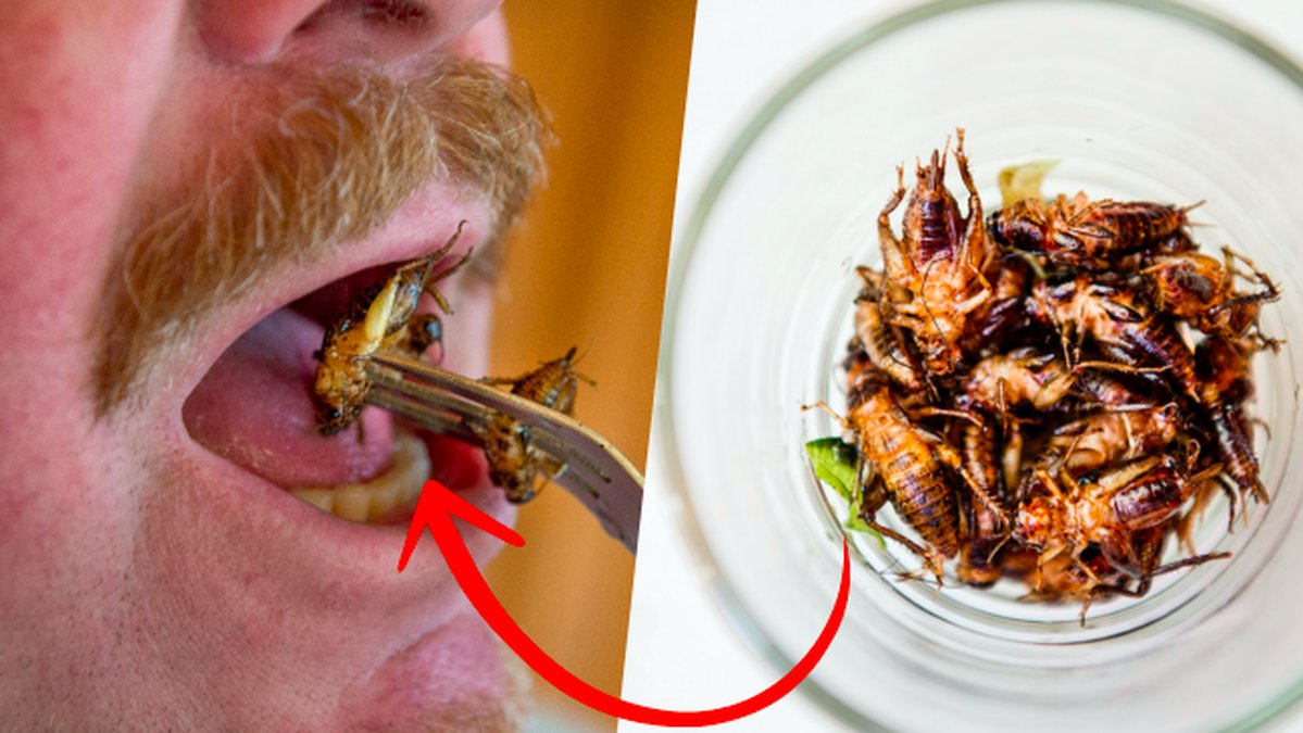 Nu-far-insekter-saljas-som-mat-i-Sverige