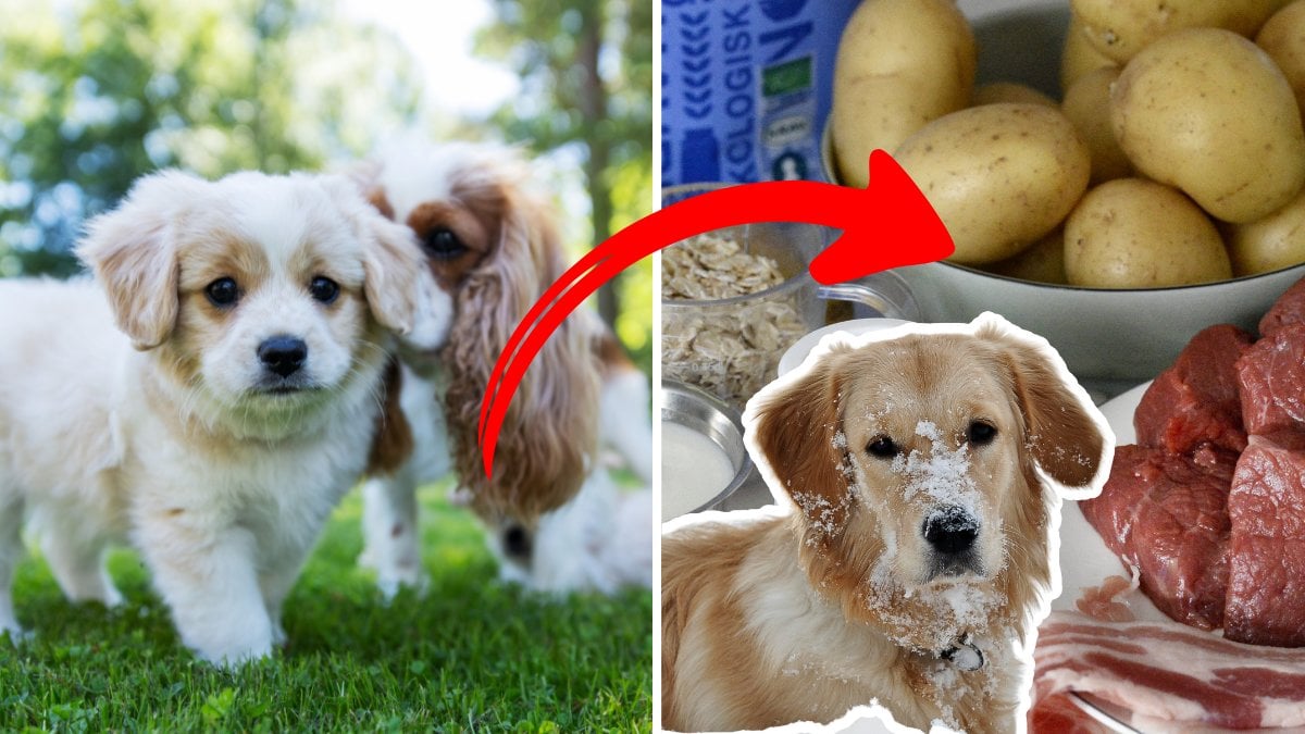 Bild på Hundar och Hundmat