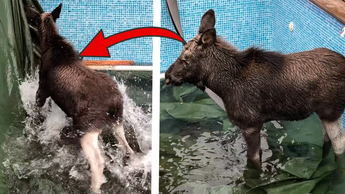 Älgkalven fastnade i swimmingpoolen.