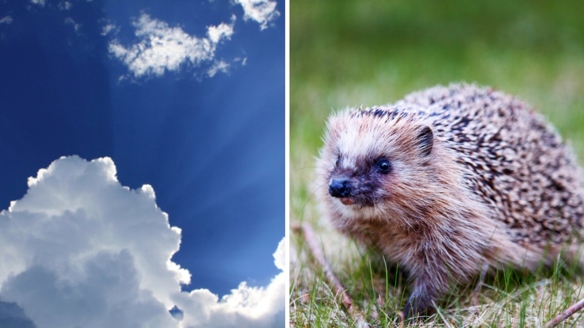 Igelkottar är rödlistade i Sverige sedan några år tillbaka.