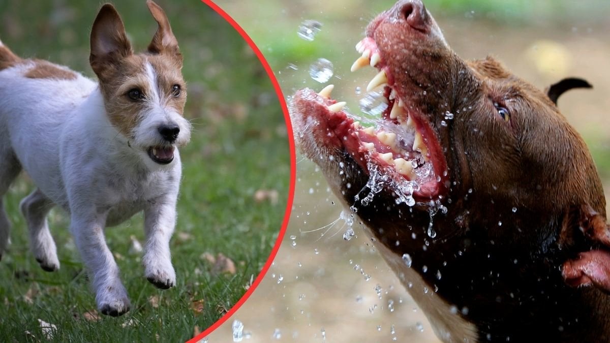 Jack Russel och en Pitbull. 