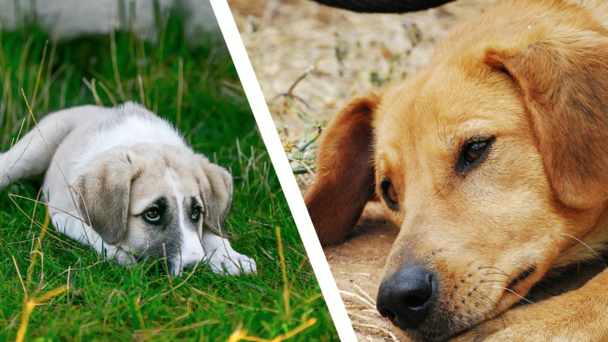 En hund har dött av värmeslag