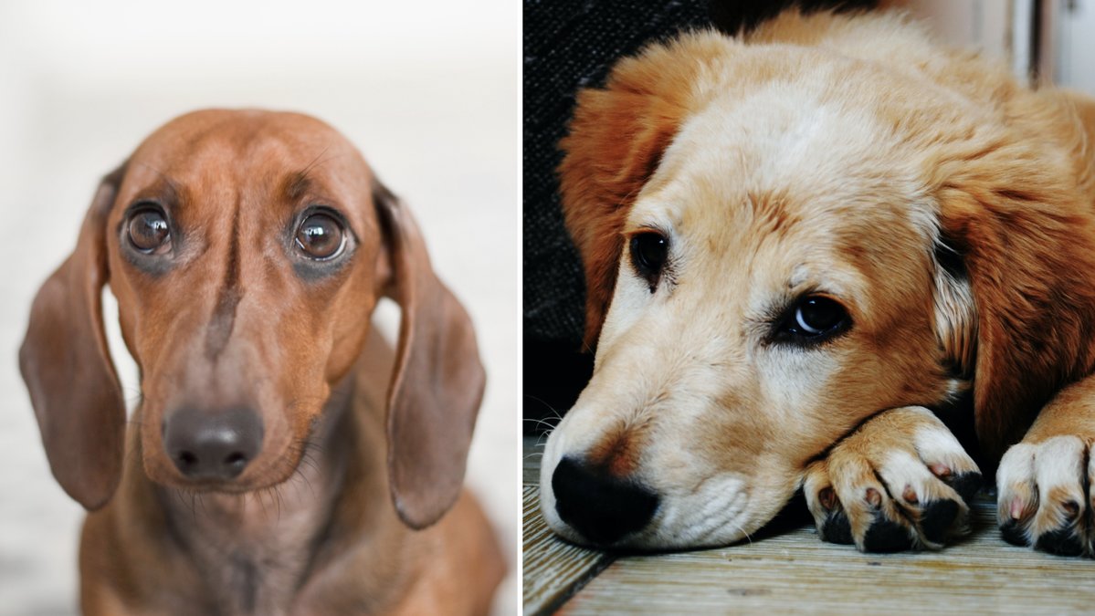 Det finns flera säkra tecken som visar att din hund inte mår bra.
