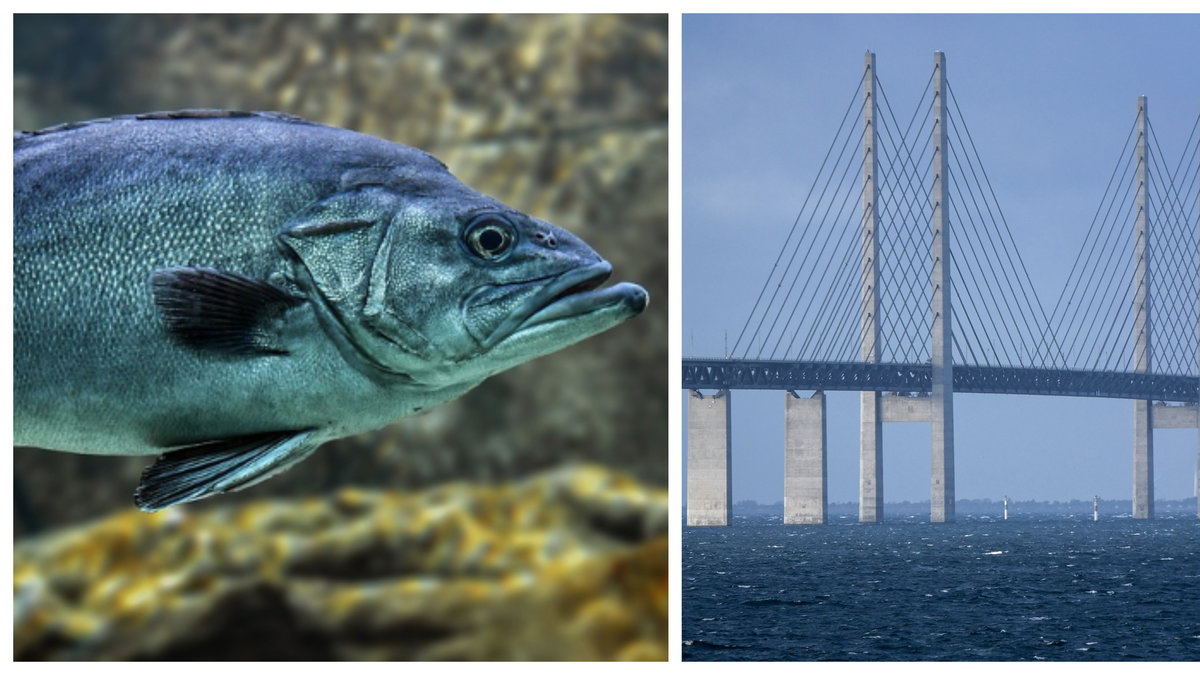 Ett alltmer välmående Öresund lockar tillbaka djurarterna. 