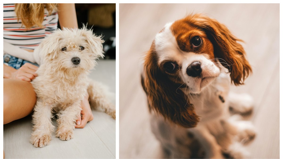 Ska du välkomna en hundvalp i ditt hem? Då finns det flera saker som kan vara viktiga att tänka på.