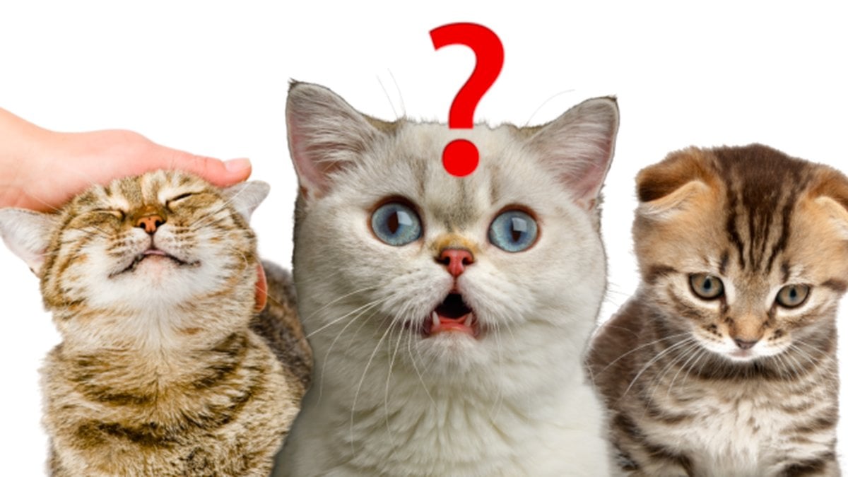 Ar-din-katt-lycklig-Testa-har!