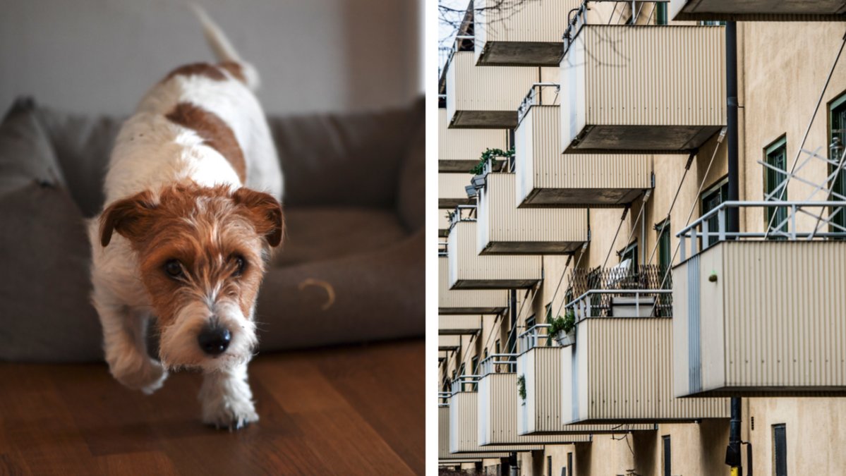 En hund skadades svårt när den kastades från en balkong. Genrebild.