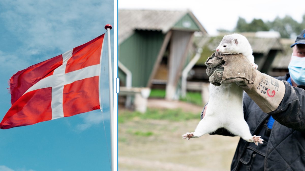 Muterat coronavirus – alla danska minkar avlivas